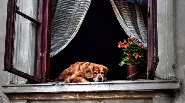 cainele tau te poate ajuta la treburile casei iata cum