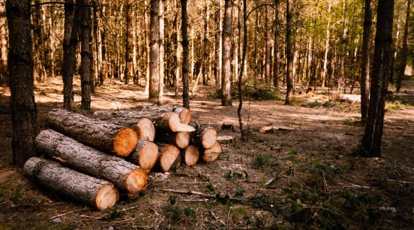 ramanem fara paduri un studiu arata cum de la o zi la alta dispar tot mai multe zone verzi din romania