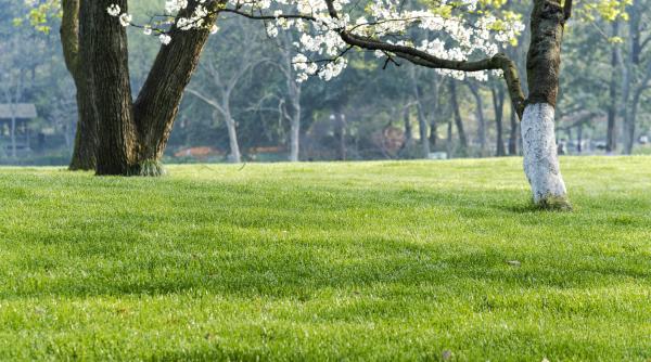 cand se varuiesc pomii secretul pe care il stiu doar expertii in gradinarit