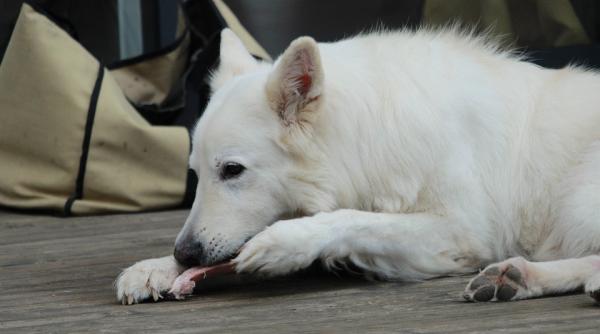 ce sa faci daca cainele tau a mancat dulciuri ce este xilitolul ingredientul prezent in tot mai multe alimente poate fi fatal