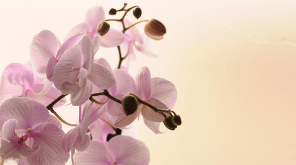 e singura floare din lume cu petale de sticla o noua specie de orhidee a fost descoperita in japonia