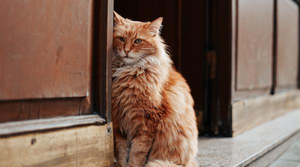 cinci greseli pe care le faci cand iti iei pisica asa ajung animalele sa fie abandonate pe strada
