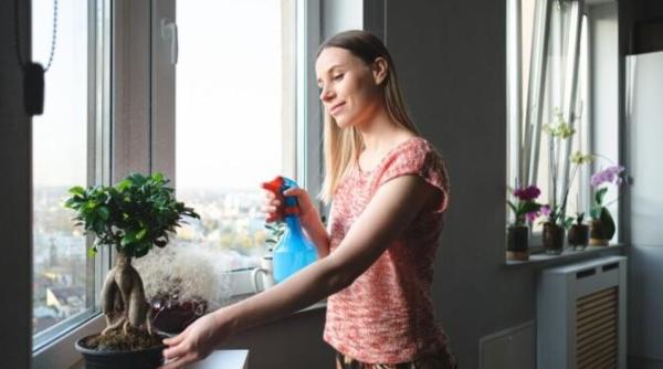 praful nu se va mai aseza pe frunzele plantelor de interior datorita unui remediu casnic