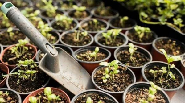 indeparteaza mucegaiul alb de pe pamantul din ghivece folosind un produs din bucatarie