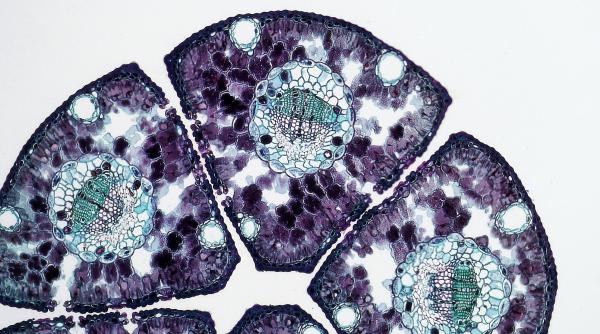 infectiile fungice se raspandesc intr un ritm alarmant in sua autoritatile americane de sanatate sunt in alerta cazurile s au dublat