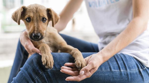 aspa targ de adoptii de catei sambata in parcul circului