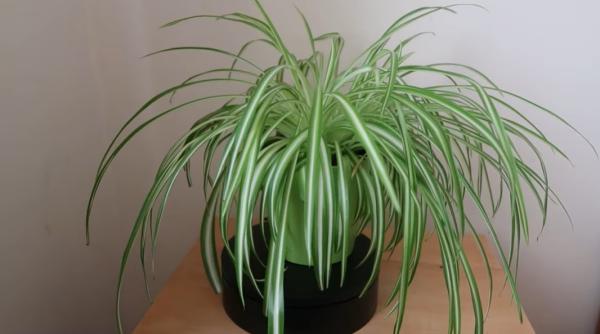 cum sa cresti chlorophytum planta care purifica aerul din locuinta