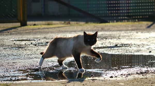 de ce pisicile se tem de apa