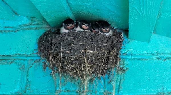 lasati randunicile sa vi se cuibareasca n streasina casei si veti ocoli standurile cu spray uri de tantari