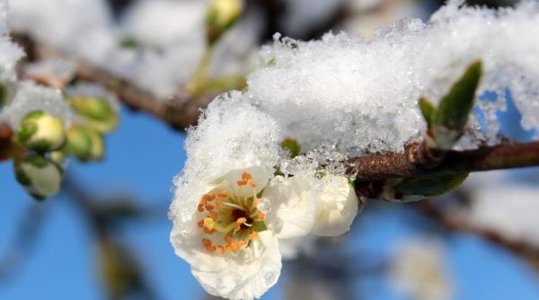 se raceste vremea elena mateescu anm cea mai capricioasa luna a primaverii temperaturi sub pragul de inghet