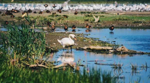 tot mai multi turisti in delta dunarii
