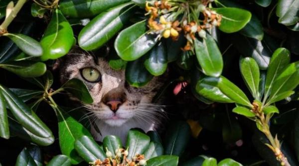 plante de apartament otravitoare pentru pisici