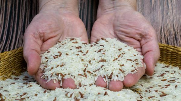 tara care renunta la plantatiile de orez din cauza secetei