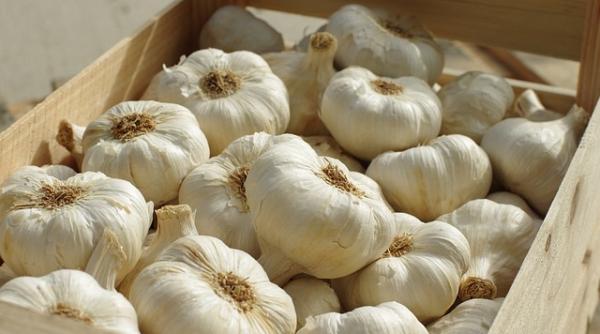 cultivi usturoi statul iti da bani data limita pentru depunerea cererilor