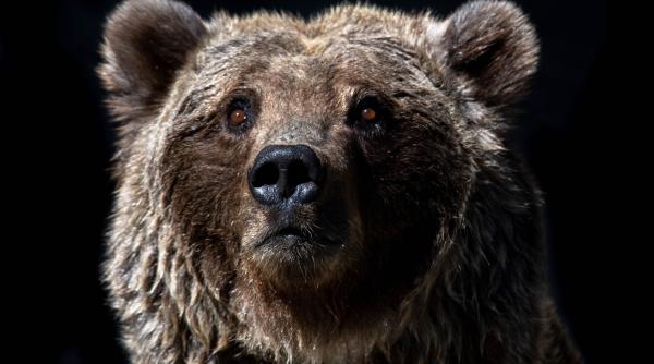 un barbat din arges a fost atacat de urs animalul i a provocat rani la mana