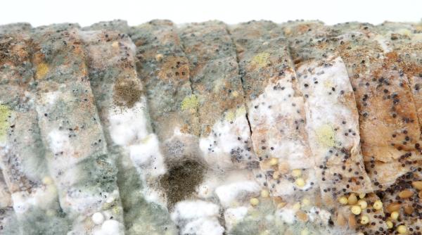 ce se intampla daca mananci paine mucegaita