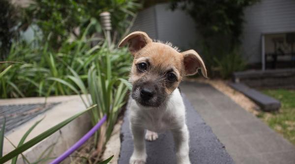 de ce isi inclina cainii capul gestul iti ofera indicii despre inteligenta animalului tau studiu