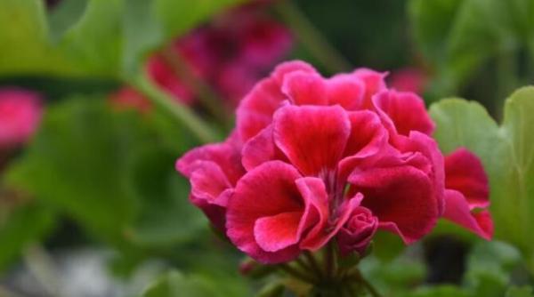 pune o picatura de iod in apa si muscata de pe pervaz va inflori abundent