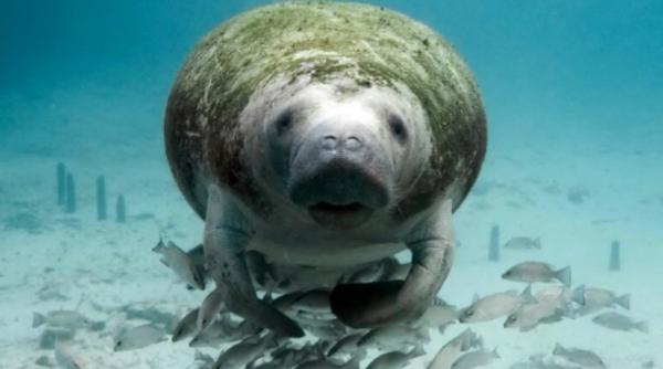 curioziate vaca de mare animalul care inoata cu ajutorul gazelor intestinale