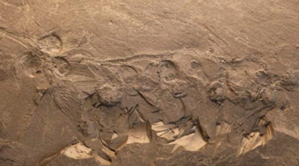 a fost descoperita fosila unei flori vechi de 170 de milioane de ani