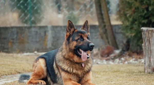 femeie atacata de un caine pe strada politistii din prahova au deschis dosar penal