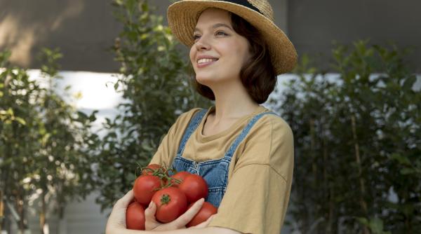 noutati in programul tomata