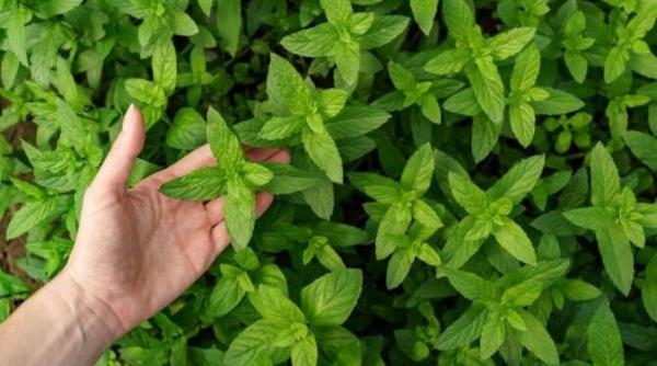 menta o planta aromata cu o mie de utilizari si beneficii cum sa o plantezi in ghiveci