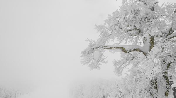 cod rosu de viscolsi ninsori abundente