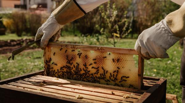 albinele grav afectate de valul de frig se anunta un an compromis pentru apicultura nu putem stapani situatia ca acum nu s a mai intamplat