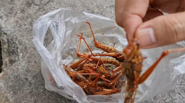 polonia propune legea impotriva insectelor preferam mancarea poloneza normala produsele poloneze