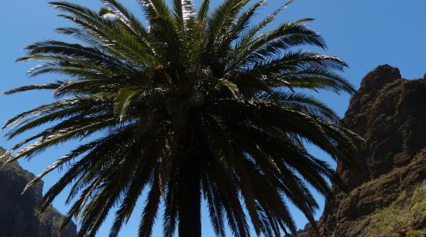 iisus hristos nu a fost primit in ierusalim cu ramuri de salcie