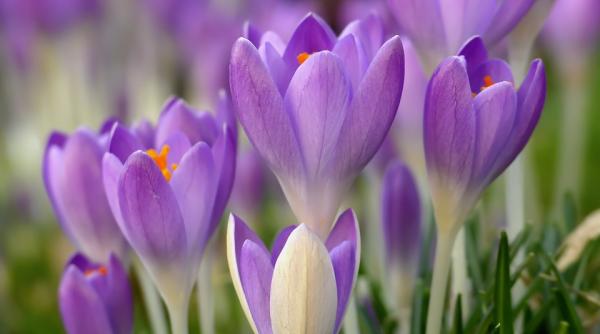 test de cultura generala top 10 intrebari despre traditii si obiceiuri de florii tu stii de ce trebuie sa ai branduse in casa in aceasta zi