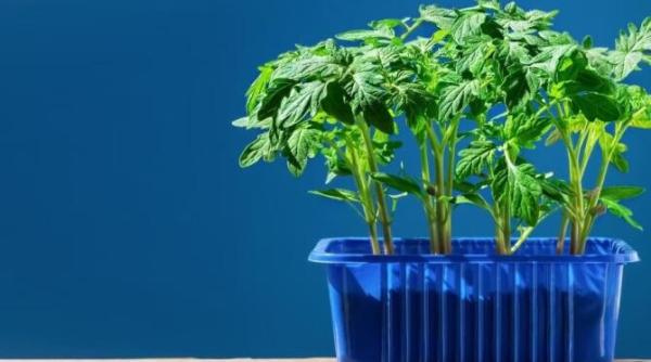 rasadurile se usuca si mor iata cateva trucuri simple pentru a le salva