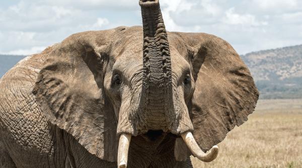 un elefant a reusit sa si decojeasca singur bananele dupa ce a vazut acest lucru la ingrijitorii sai video