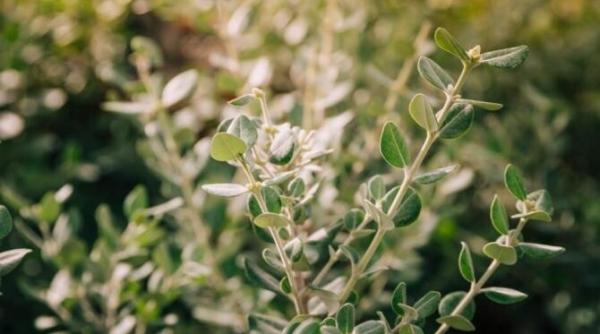 cimbrisorul cu aroma de lamaie parfumeaza toata casa cultiva planta si nu vei regreta