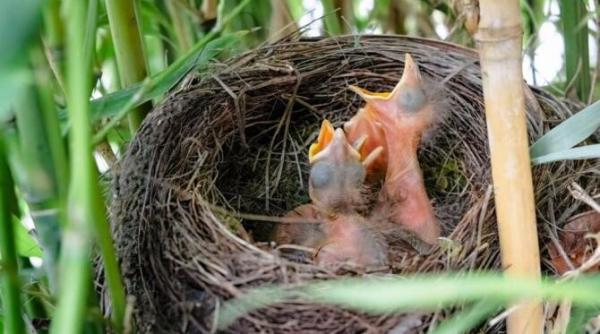 de ce pasarile isi construiesc cuiburile pe balcon sau langa casa ta semne populare