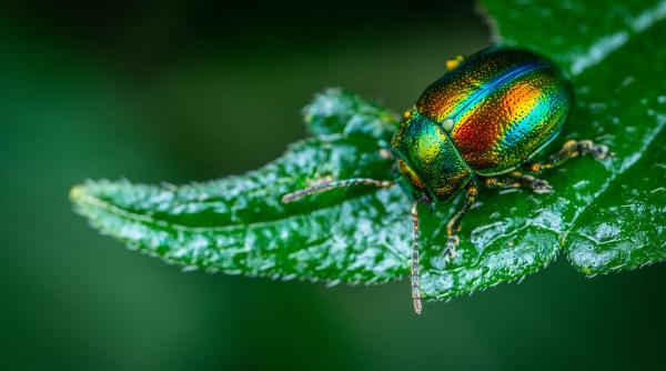 alternativa la aerul conditionat o noua metoda de a raci casa inspirata de gandaci