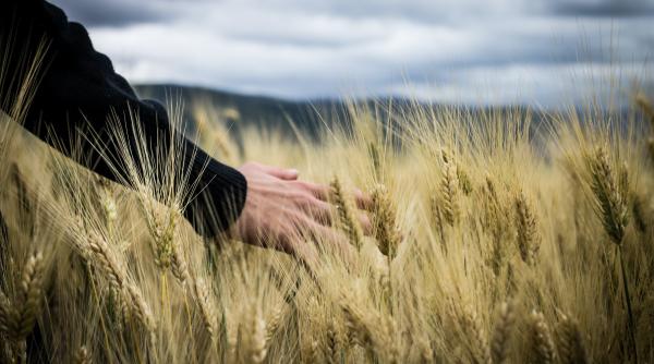 polonia va controla calitatea cerealelor din ucraina in contextul protestelor fermierilor