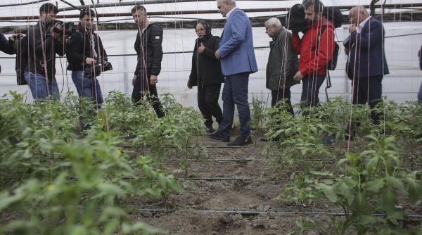 de unde ia dragnea rosiile pe care le foloseste in retetele sale video