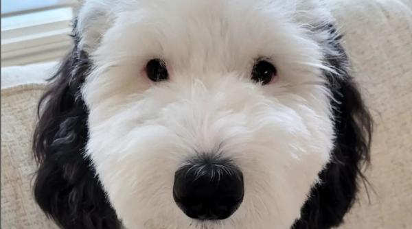 acest caine este identic cu snoopy dar povestea din spatele sau nu este deloc placuta