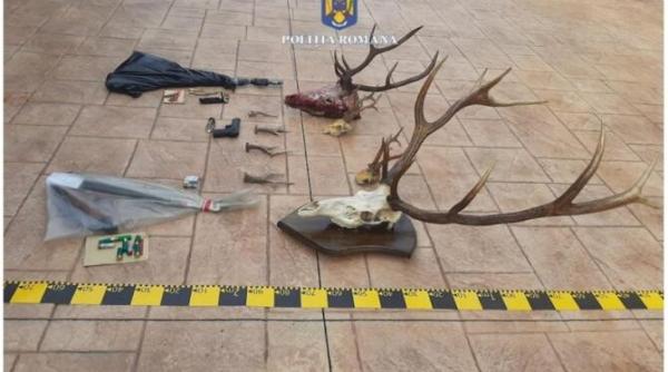 actiune de amploare desfasurata de politia romana impotriva a sute de braconieri 197 de trofee si cinci tone de carne de vanat confiscate foto