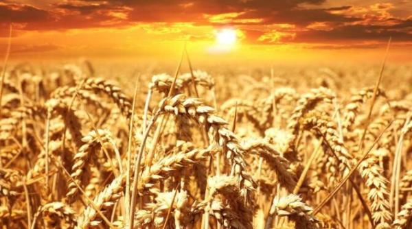 noi controverse cu cerealele ucrainene ue deranjata de deciziile poloniei si ungariei