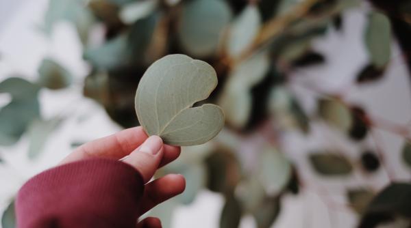 revolta impotriva eucaliptului specie invaziva favorizeaza incendiile