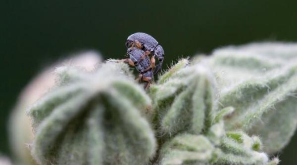 romanii mananca de 20 de ani faina din insecte din mexic peru sau africa de sud