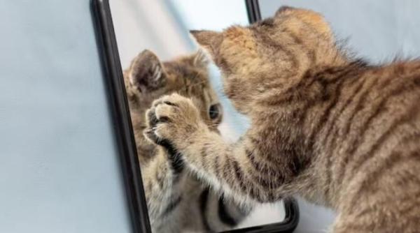 ce vad pisicile cand se uita in oglinda raspunsul te va surprinde