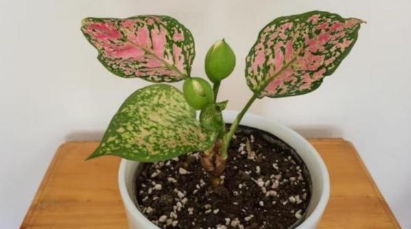 sapte plante periculoase care nu ar trebui tinute acasa ingerarea sucului lor aduce probleme grave de sanatate