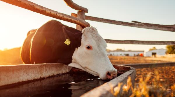 cand se fac platile pentru crescatorii de vaci