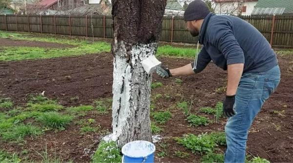 de ce se dau cu var copacii scriitorul vasile ernu istoria spune ca inainte de razboi acest ritual nu exista