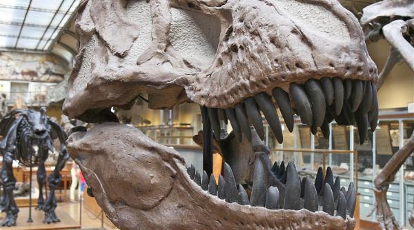 scheletul unui tyrannosaurus rex vandut la licitatie cu peste 6 milioane de dolari