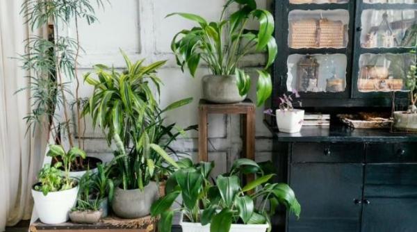 foloseste corect bicarbonatul si plantele din casa vor inflori luxuriant